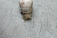 IMG-20210711-WA0001